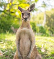 Kangaroo Questions Answers Central Rappahannock Regional Library