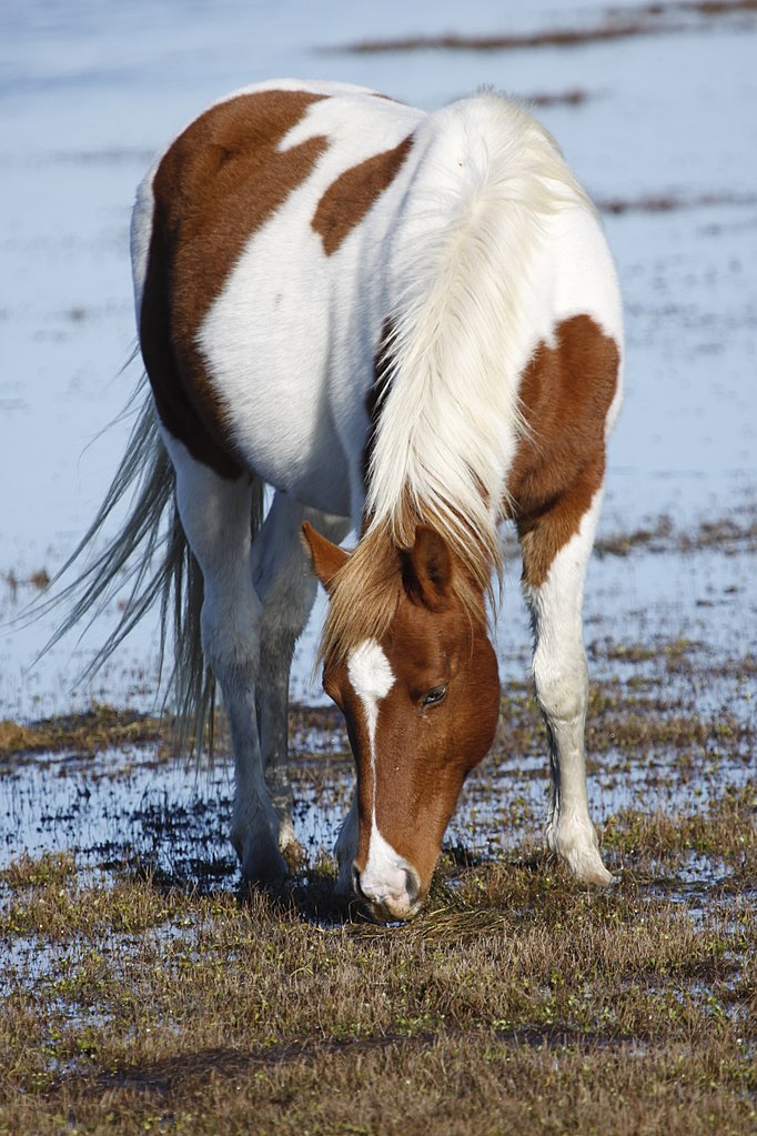 Virginia S Chincoteague Ponies Wild And Free Central Rappahannock   Grazing Pony 